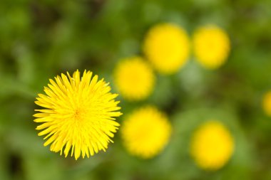 Sarı dandelions