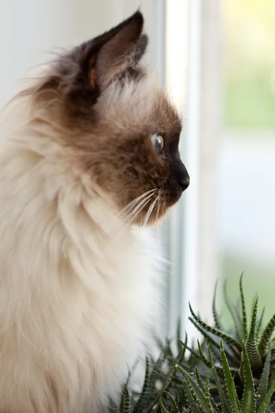 Γάτα σε ένα παράθυρο — Φωτογραφία Αρχείου