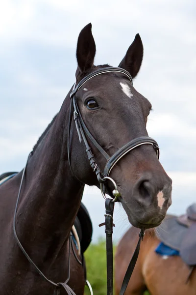 stock image Horses