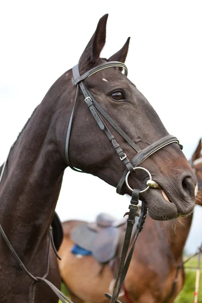 stock image Horses