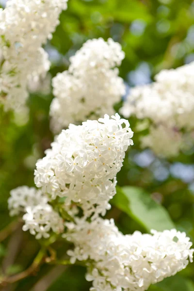 stock image White lilac