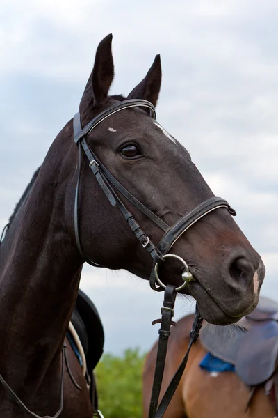 stock image Horses