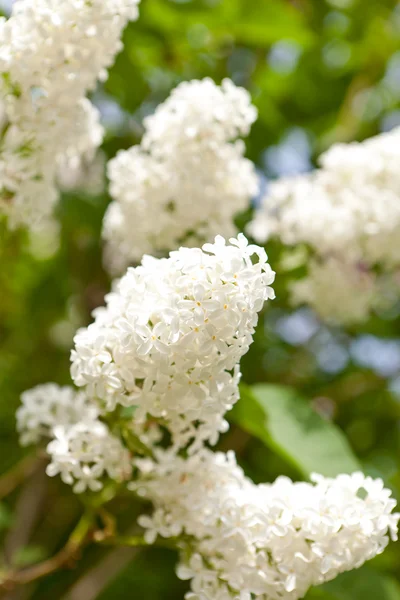 Lilas blanc Image En Vente