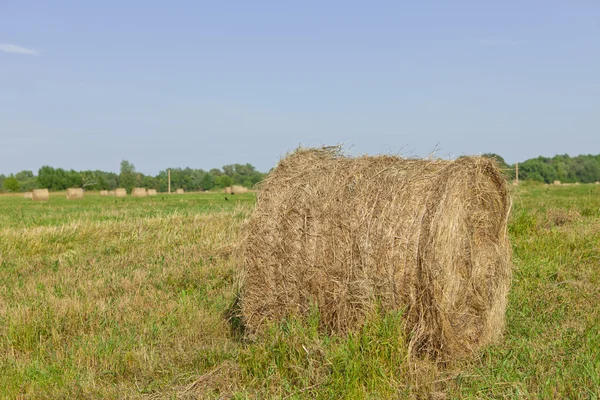 Tarım