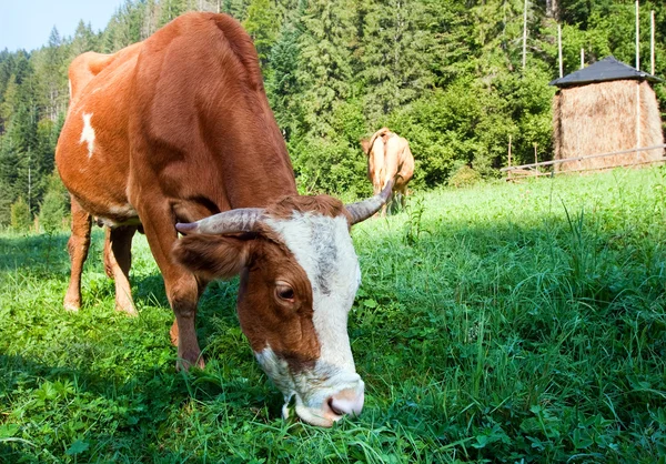 Το πρωί το καλοκαίρι χώρα τοπίο με αγελάδες — Φωτογραφία Αρχείου