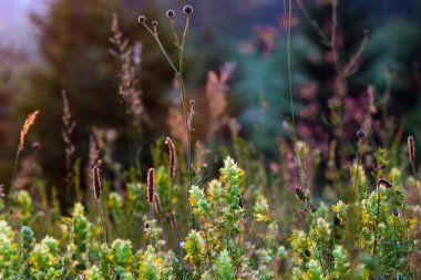 Summer sunset wildflowers and grasses clipart