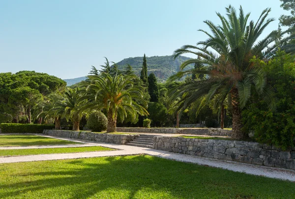Lato park z drzewami palmowymi (Czarnogóra) — Zdjęcie stockowe