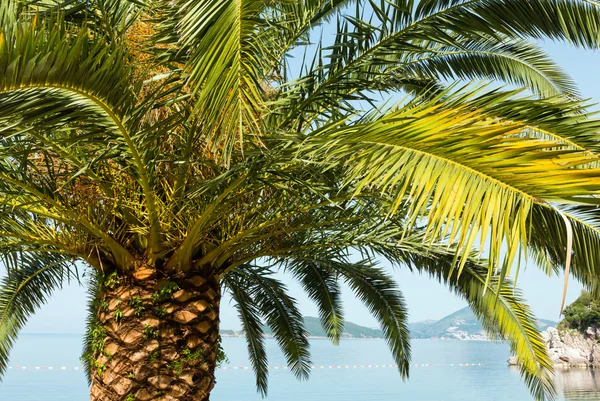 Palm tree top (närbild) — Stockfoto