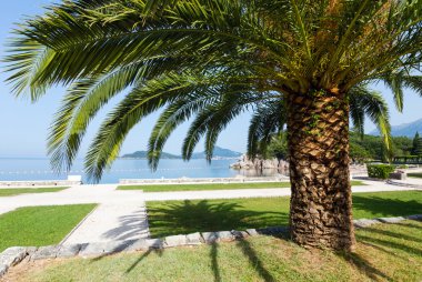 Palmiye ağaçları (Karadağ ile yaz park)