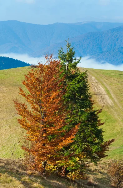 산중턱에 다채로운 나무 — 스톡 사진