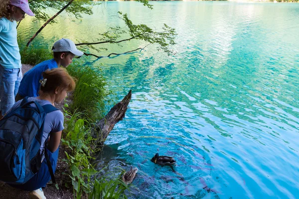 Pequeño cardumen de peces y patos salvajes en el lago azul —  Fotos de Stock