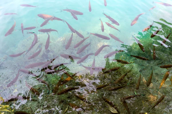 Small fish shoal in azure lake — Stock Photo, Image