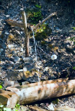 Yaz ormandaki küçük bahar.