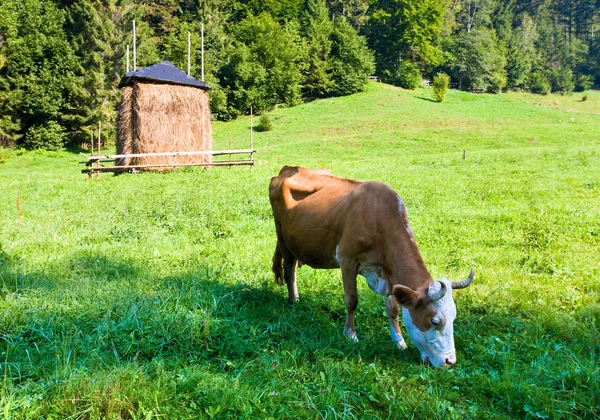 Zomer land landschap met koe — Stockfoto