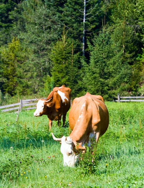 Две коровы на летнем лугу — стоковое фото