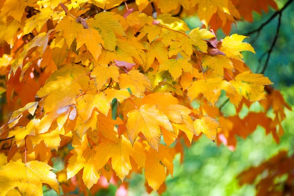 Jesień klon drzewo gałązka (zbliżenie) — Zdjęcie stockowe