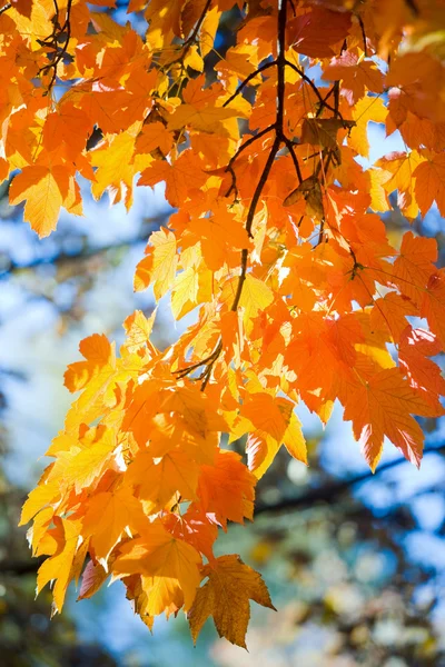 Podzimní větvička strom javor (detail) — Stock fotografie