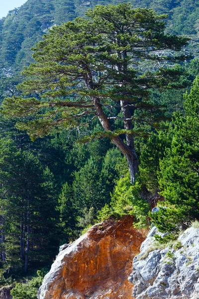 Летний перевал Льгора (Албания) ) — стоковое фото
