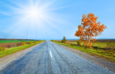 sonbahar yol ve Sarı huş