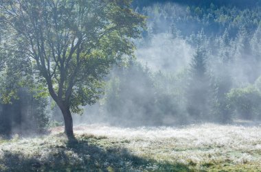 Morning misty autumn mountain landscape clipart