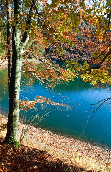 Höstens träd och synevir lake — Stockfoto