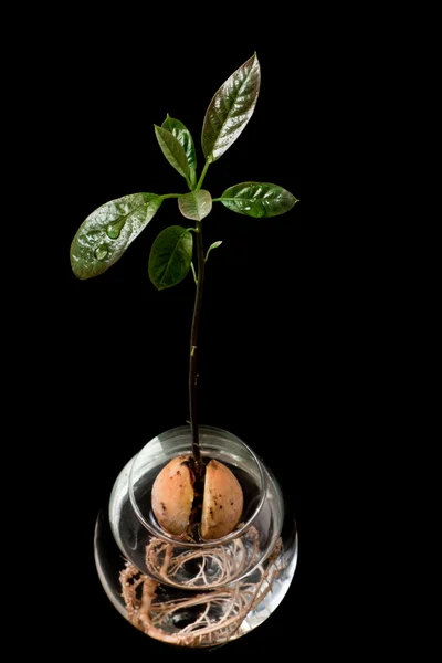 Abacate planta crescente — Fotografia de Stock