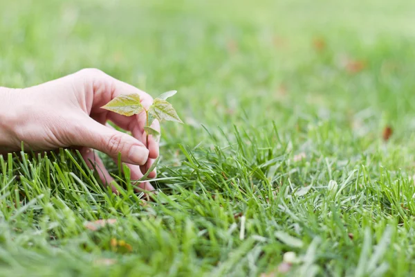 Hand holding a small tree over green — Stock Photo, Image
