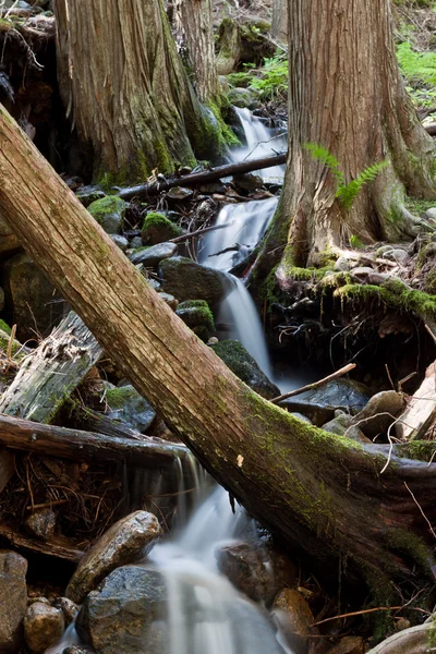 Poklidnému potoku v lese — Stock fotografie