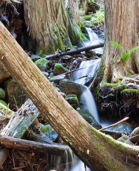 Tranquil arroyo en el bosque —  Fotos de Stock