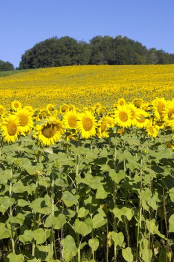 Sunflower field clipart