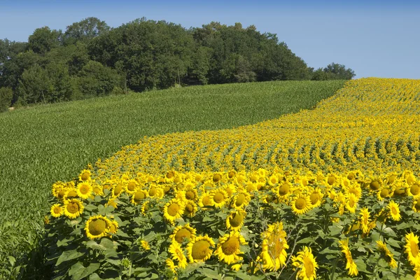 Edge of sunflower field — Stock Photo, Image