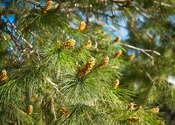 Stock image Fresh fir branch in sunshine.