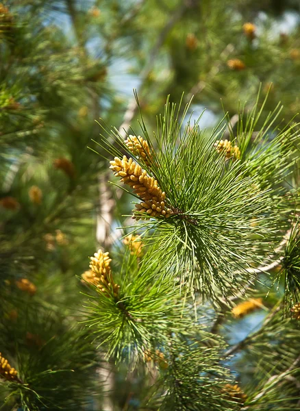 stock image Fresh fir branch in sunshine.