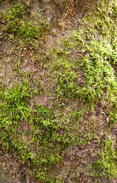 Moss-grown 的老树。树皮. — 图库照片