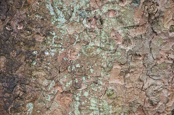 Cortex texture, bark . — 스톡 사진