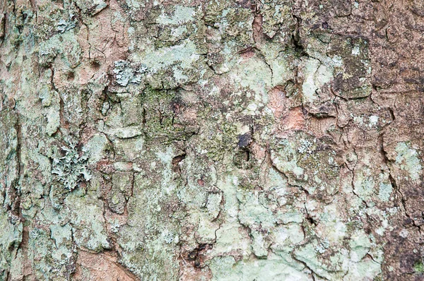 Cortex texture, bark . — Stock Photo, Image