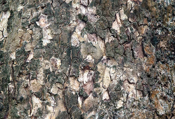 Cortex textur, bark . — Stockfoto