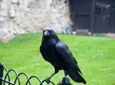 Raven in the Tower of London, UK . clipart