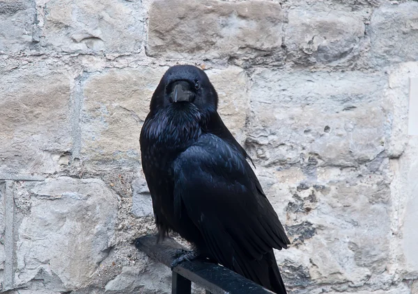 Raven in the Tower of London, UK . — Stock Photo, Image
