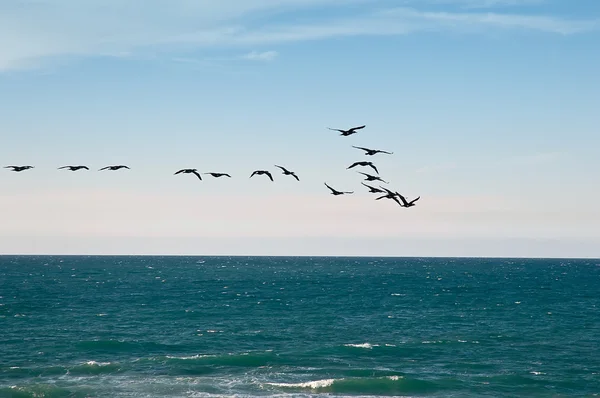 海と渡り鳥. — ストック写真