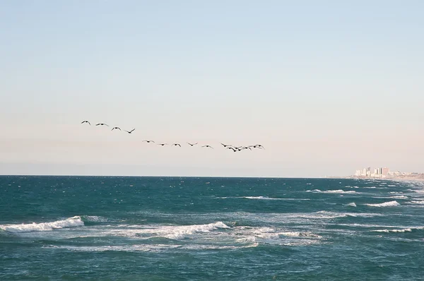 Havet och flyttfåglar. — Stockfoto