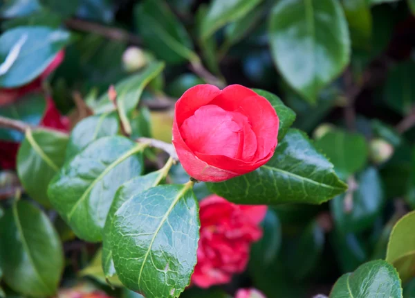 stock image Red flowers .