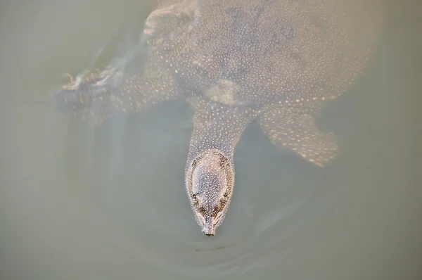 Kaplumbağa yüzme . — Stok fotoğraf