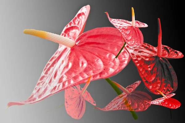 Rote Blumen thai . — Stockfoto