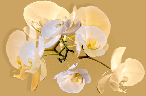 Orchideeën bloemen . — Stockfoto