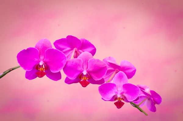 Orchideje květiny . — Stock fotografie