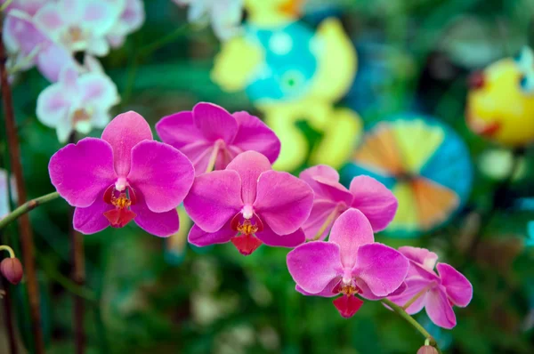 Orkide çiçek . — Stok fotoğraf
