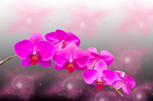 Flores de orquídeas  . —  Fotos de Stock