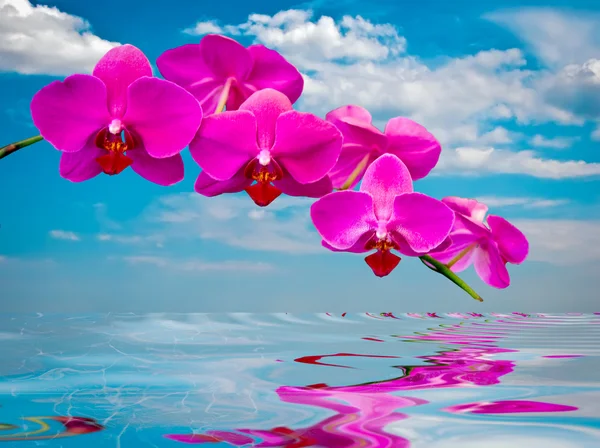 Красивые орхидеи  . — стоковое фото