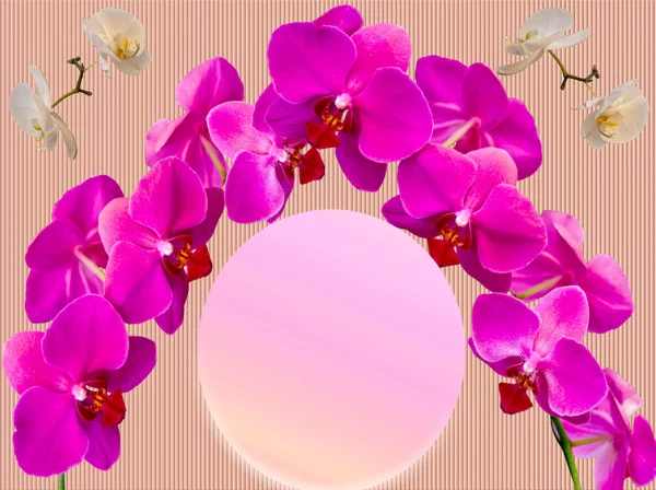 Hermosas orquídeas  . —  Fotos de Stock